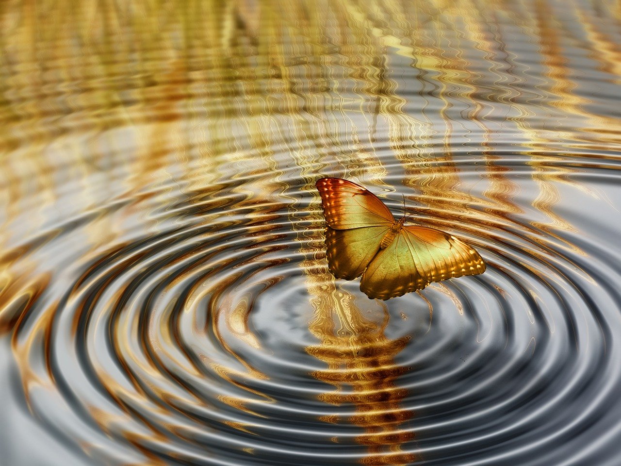 一将难求，生肖之谜